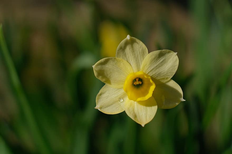 narcissus, gul blomst, blomst, have, plante, natur, tæt på, kronblad, blomsterhoved, sommer, gul
