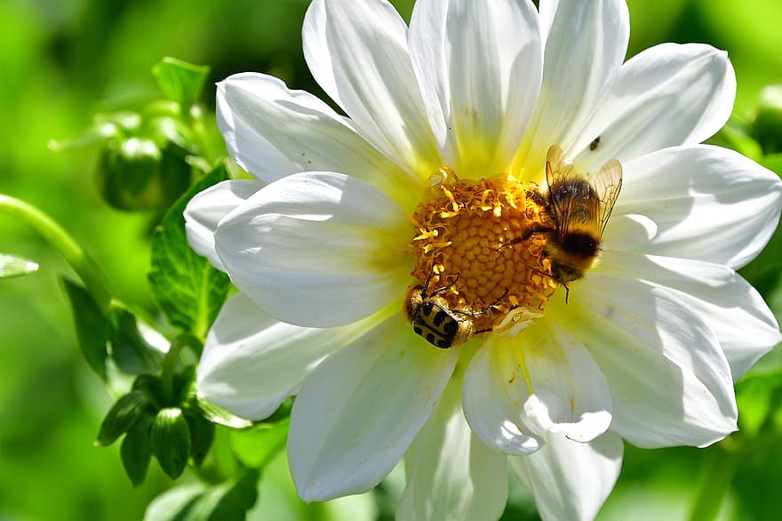 blomma, insekter, pollen, pollinera, Naturens nektar, växt, gul, Insektsdrag