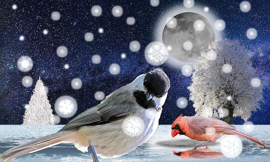 fugle, sne, måne, måneskin, vinter, kardinal, han-, dyreliv, sæson-, natur, kold