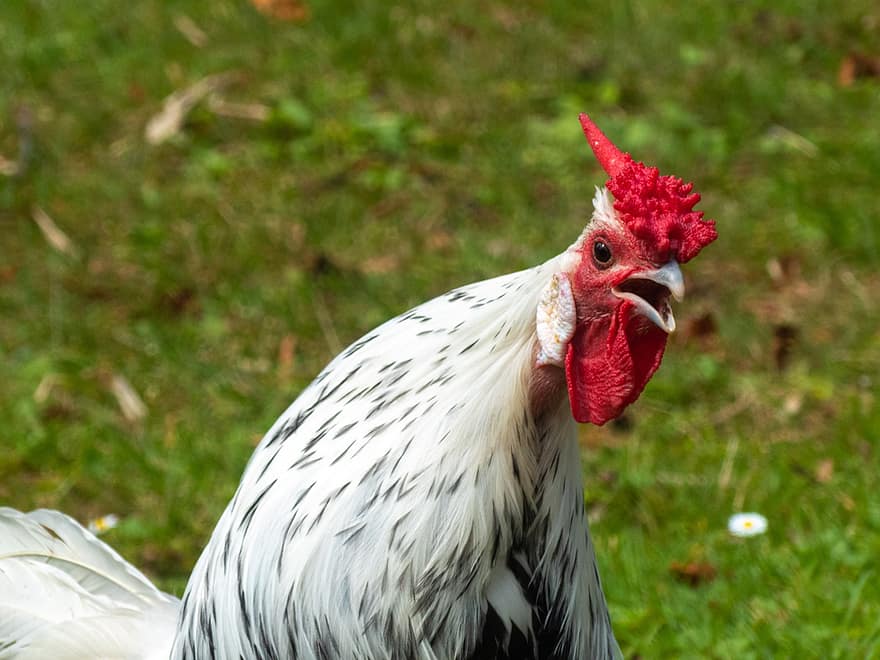 Chicken, Cock, Bird, Poultry, Livestock, Red Comb, Animal, Feathers, Plumage, Farm, Farm Animal