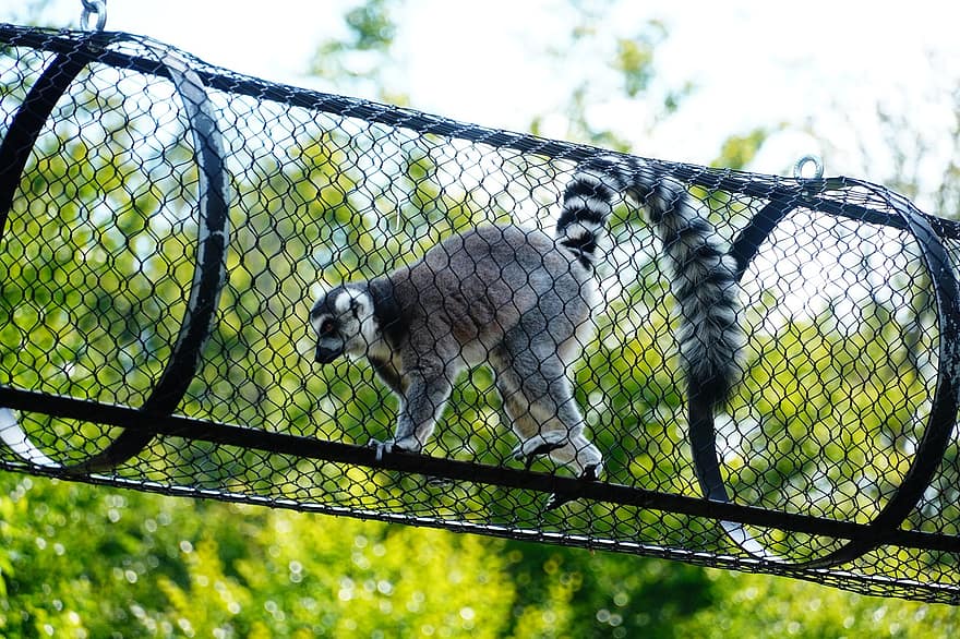 lemur, zvíře, zoo, volně žijících živočichů, savec, divoké zvíře, Příroda, park