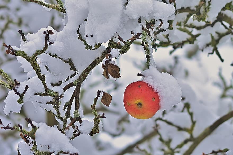 apel, pohon, salju, lupa, alam