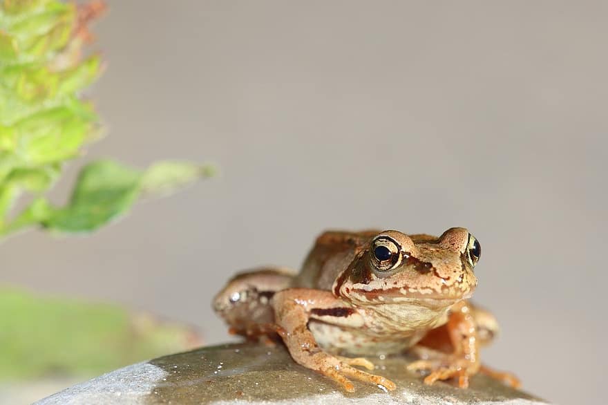 Common Frog, Frog, Amphibians, Nature, Animal, Pond, Frog Spawn, Amphibian