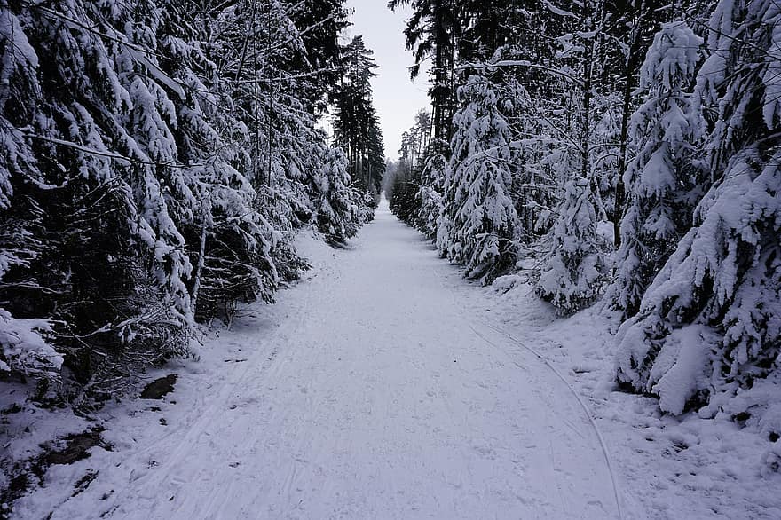 inverno, la neve, foresta, brina, gelato, sentiero, freddo, foto, natura