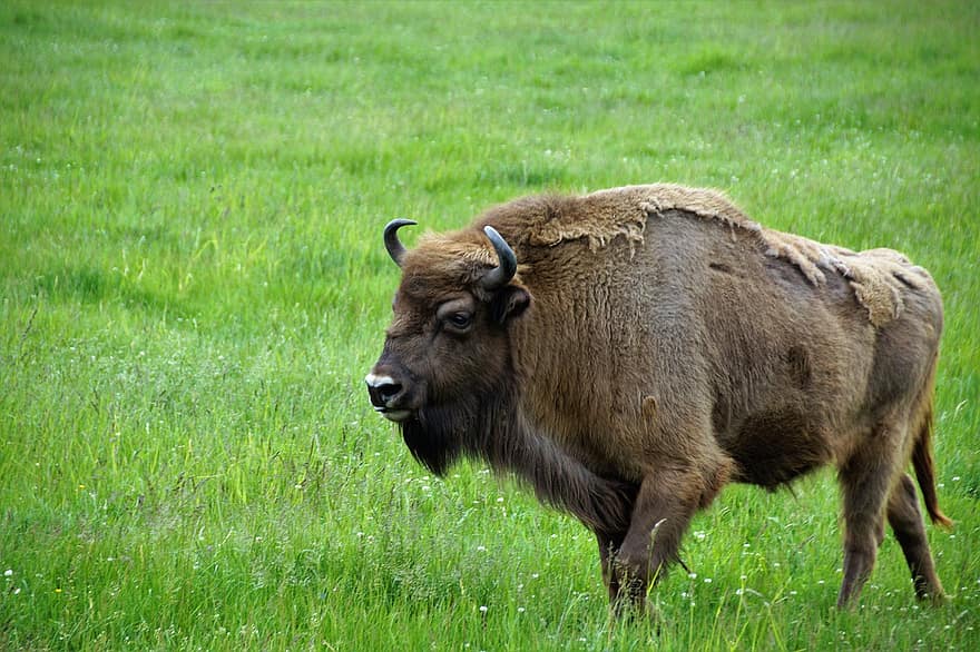 buffel, djur-, nötkreatur, bete, natur, gräs, behornad, betning, bruka, äng, landsbygden scen