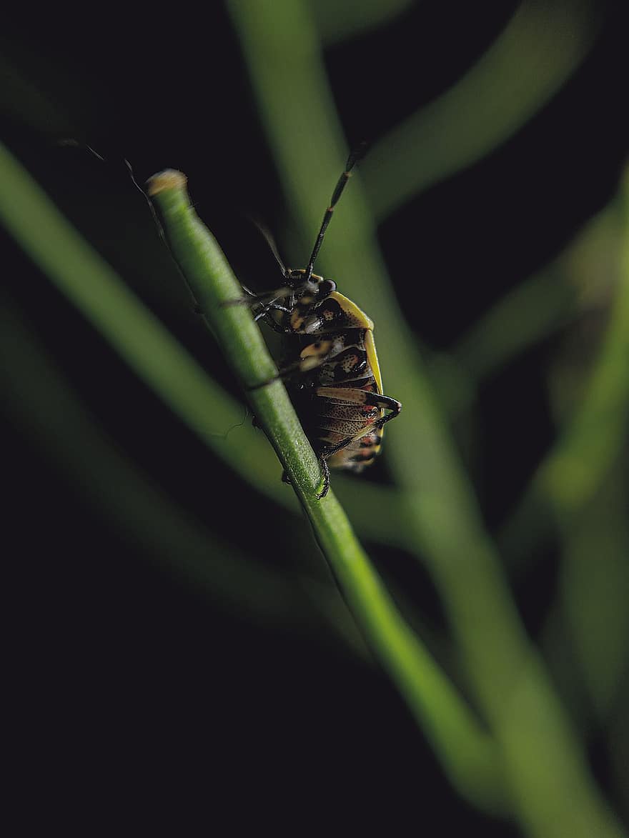 Insect, Beetle, Forest, Nature, Greens