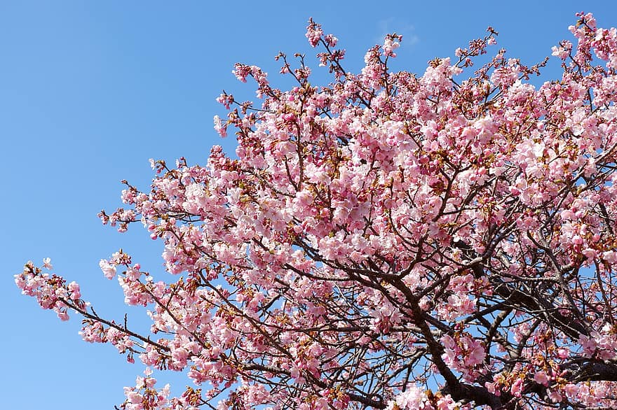 Цветение вишни, цветы, дерево, пейзаж, весна, розовый цвет, цветок, цвести, ветка, головка цветка, время года