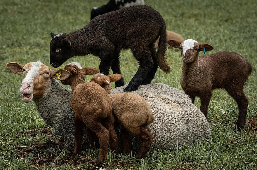 овець, баранина, тварини, скотарство, молодняк, ссавці, сім'я, ферми, сільській місцевості