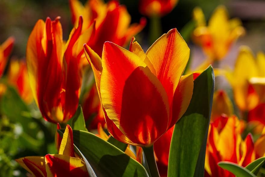 tulipaner, blomster, vår, blomstre, blomst, lys, multi farget, flora, anlegg, blad, nærbilde