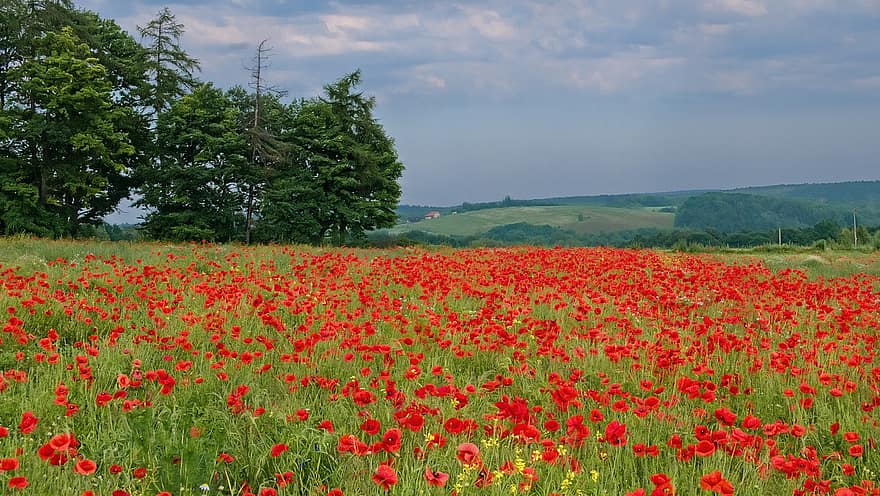 Poppies, Spring, Field, Forest, Flowers, Red, Meadow, Blooming, Summer, Landscape, Mountains