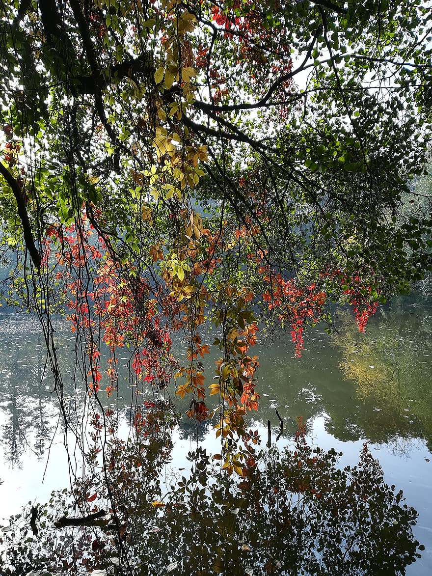 есен, езеро, природа, на открито, падане, сезон, дърво, листо, гора, многоцветни, вода