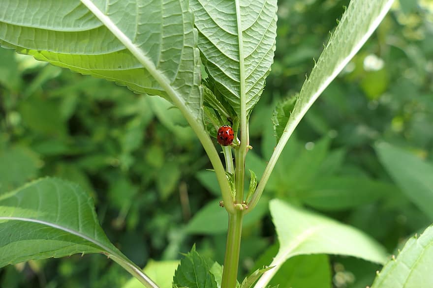 Ladybug, Insect, Ladybird Beetle, Beetle, Leaves, Red Beetle, Dotted, Dotted Beetle, Nature, Leaf, Fauna