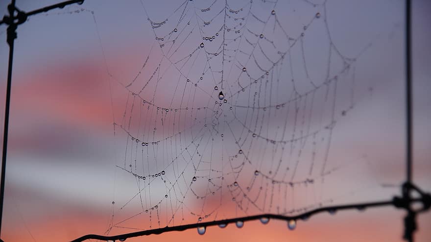 le web, rosée, araignée, toiles d'araignées, toile d'araignée, Matin, la nature, réseau, clôture, structure, liens