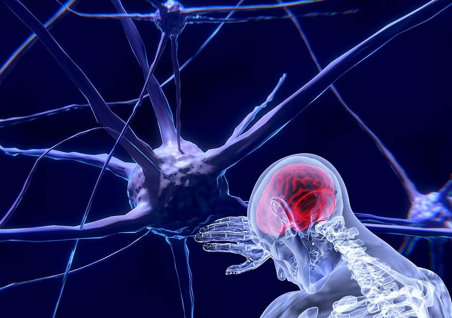 neurônios, cérebro, Neurociência, rede, células cerebrais, juntos, sistema, integração, conexão, células nervosas, fábrica de malha