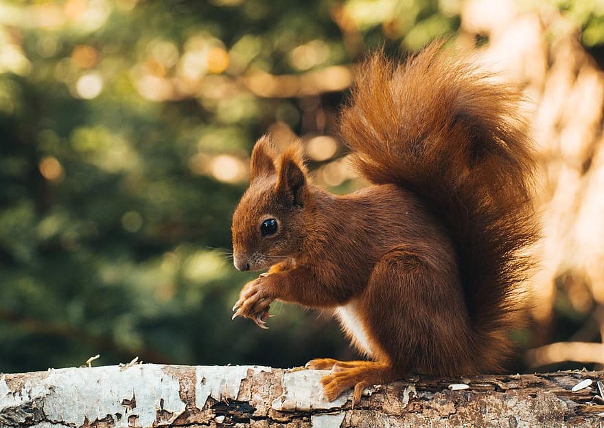 esquirol, rosegador, animal, esquirol vermell, vida salvatge, bonic, animals a la natura, pell, petit, bosc, primer pla