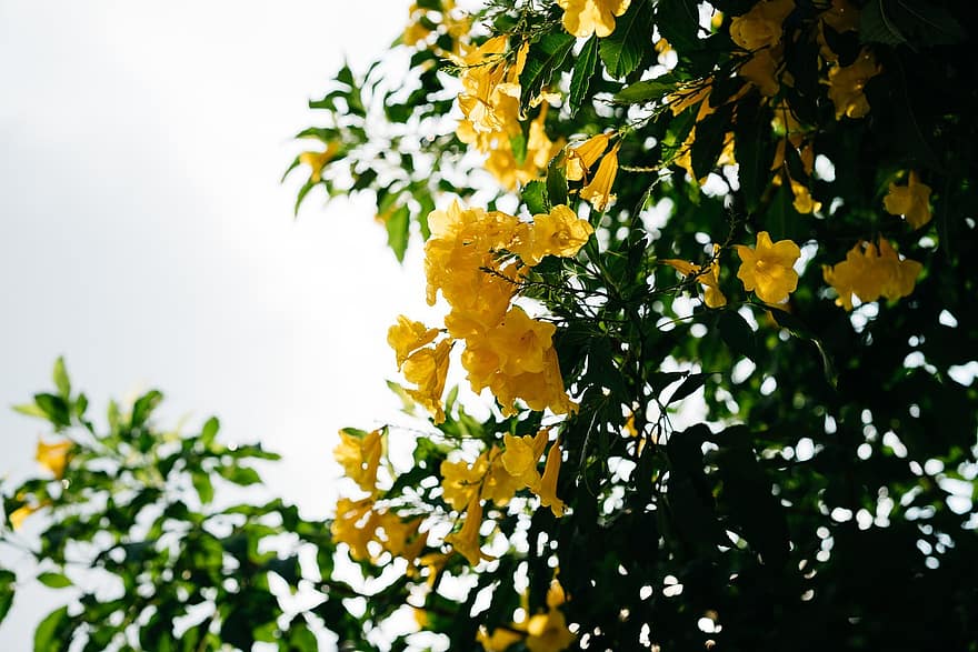 Žlutý starší, květiny, strom, žluté květy, květ, listy, rostlina, zahrada, Příroda, flóra, žlutá