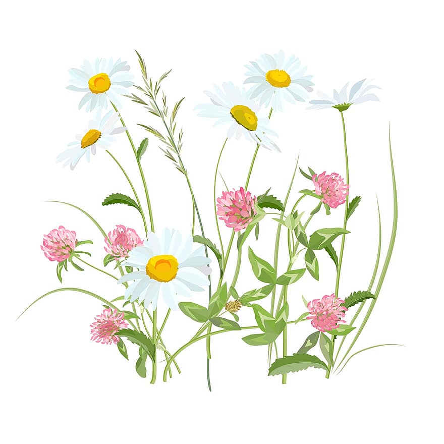 Flowers, Flowers Of The Field, Field, Meadow, Spring, Summer, Daisy, White, Clover, Pink, Red