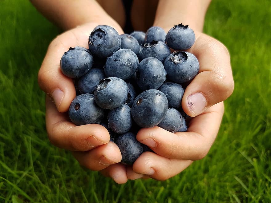 blåbær, hænder, høst, fremstille, frugter, bær, spiselige, organisk, naturlig, mad, barn