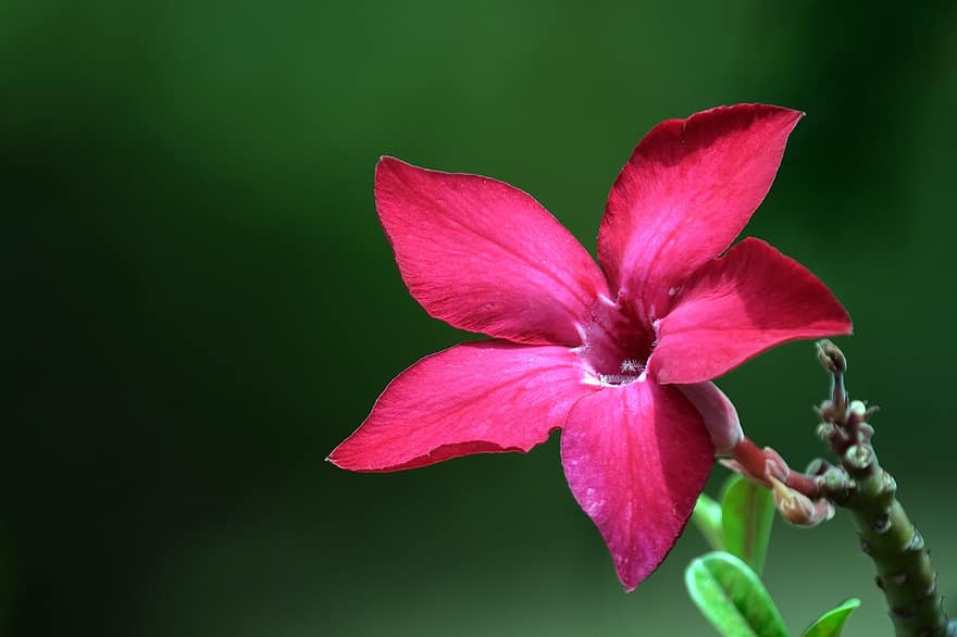 Adenium, пустынная роза, красный цветок, Флора, природа