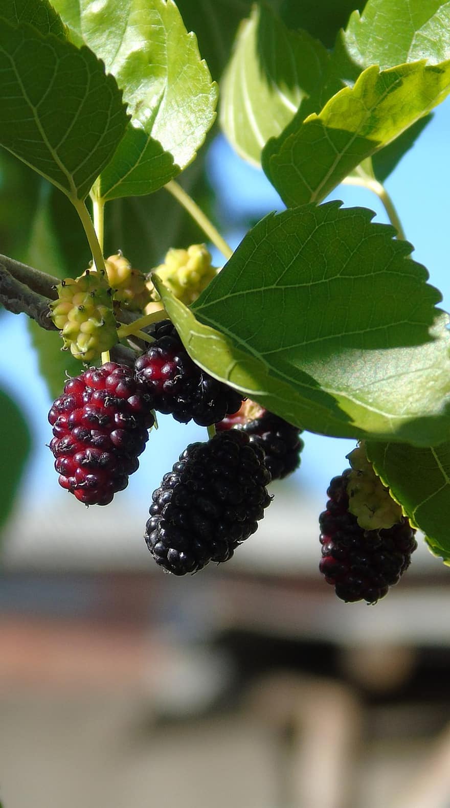 mulberry, frugt, organisk, morus alba, vækst, sund og rask