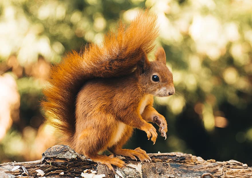 mókus, rágcsáló, állat, vörös mókus, vadvilág, aranyos, vadon élő állatok, szőrme, erdő, közelkép, kicsi