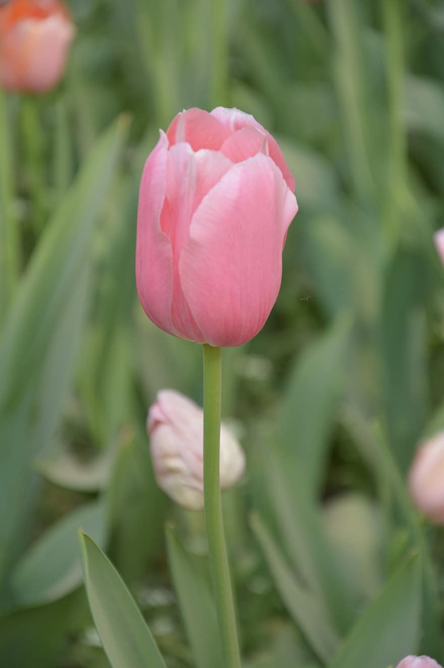 rózsaszín, tulipán, virág, kert, friss, virágzó virágok