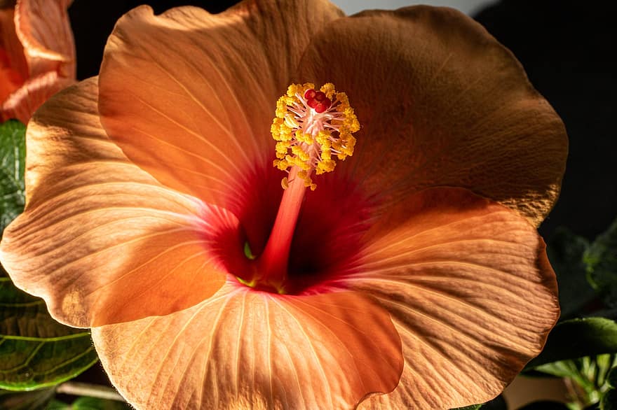 flor, hibiscus, hawaiiblomst, macro, estambres, Trampa de pols, planta, primer pla, full, cap de flor, pètal