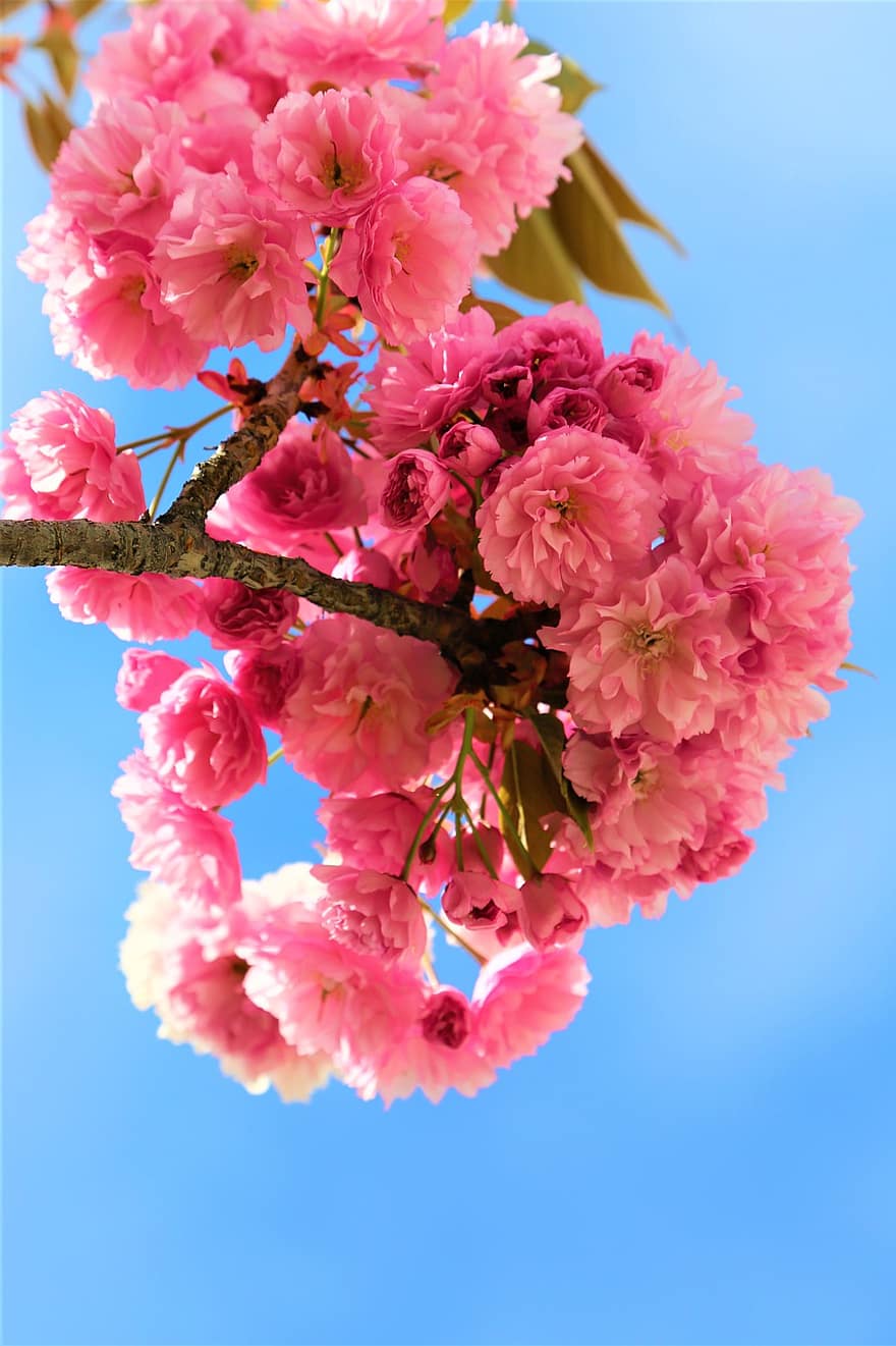 bunga-bunga, sakura, bunga sakura, musim semi, bunga sakura jepang, bunga-bunga merah muda, pohon