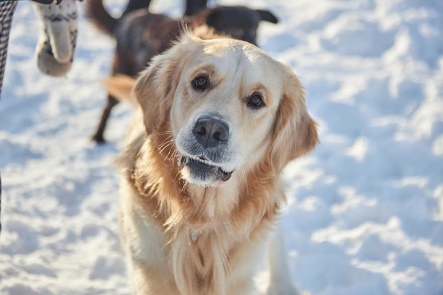 labrador, hund, vinter, kjæledyr, dyr, innenlands, canine, søt, snø, retriever, rasehunden