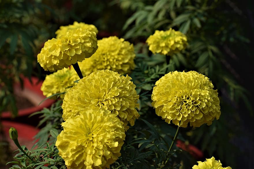 Marigolds, Flowers, Yellow Flowers, Petals, Yellow Petals, Bloom, Blossom, Flora, Floriculture, Horticulture, Botany