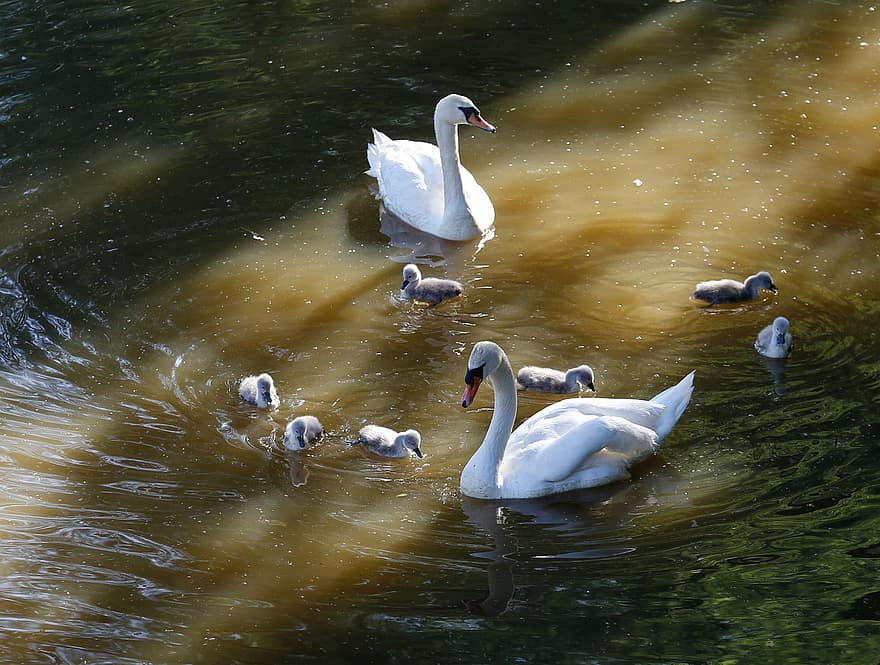 cisnes, passarinhos, animais, família, animais jovens, nadar, família cisne, aves aquáticas, pássaros aquáticos, cisne, agua