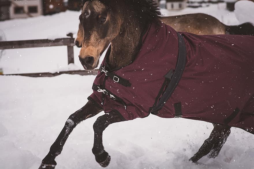 Animal, Horse, Mammal, Pony, Mare, Coupling, Spout, Winter, snow, dog, pets