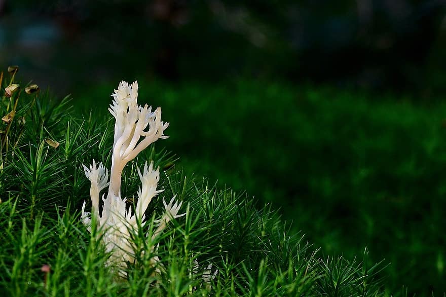 mushroom, coral fungus, forest, nature, grass, green color, close-up, plant, outdoors, summer, freshness
