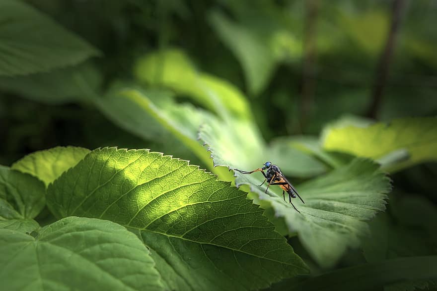 robberfly, Mosca Snipe, volar, full, insecte, planta, naturalesa, macro, primer pla, color verd, estiu