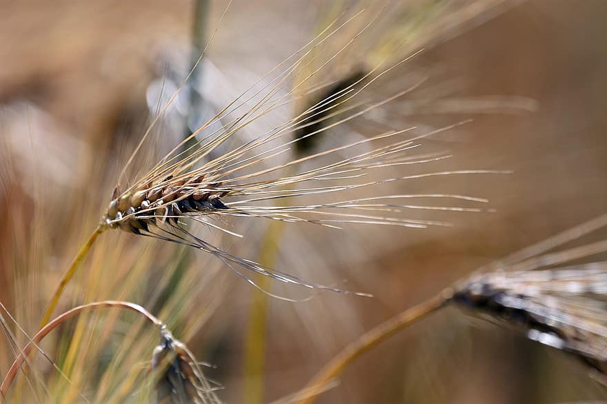 Kłos, уши, кукуруза, пшеница, природа, поле, зерна, весна, летом, урожай