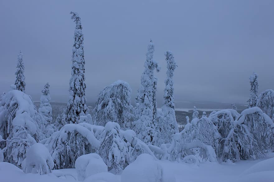 Finlandia, Laponia, zimowy, śnieg