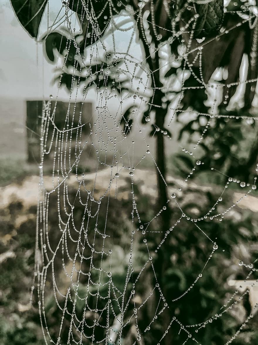 jaring laba-laba, tetesan embun, musim dingin, alam, laba-laba, merapatkan, embun, penurunan, latar belakang, basah, daun