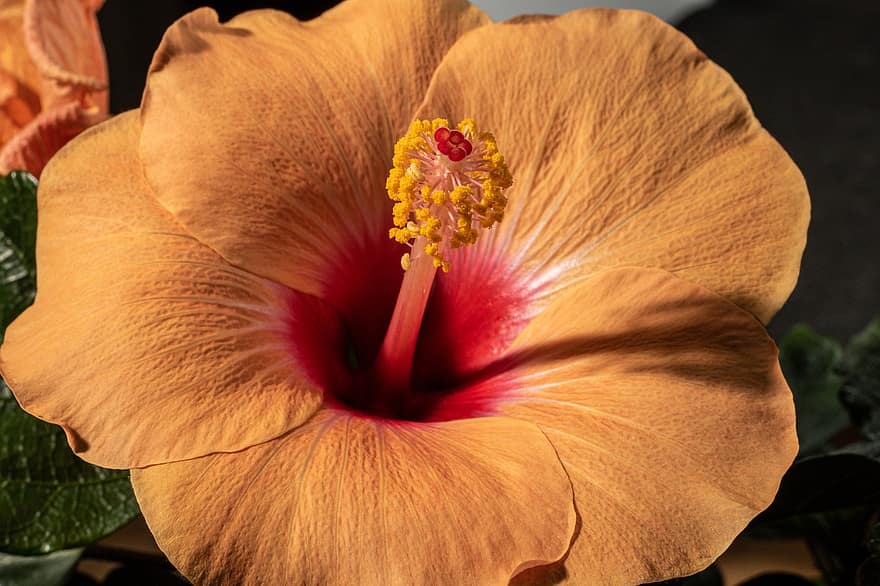ibišek, květ, rostlina, hibiscus rosa-sinensis, havajské květina, hawaiiblomst, tyčinek, pestík, okvětní lístky, Příroda, detail