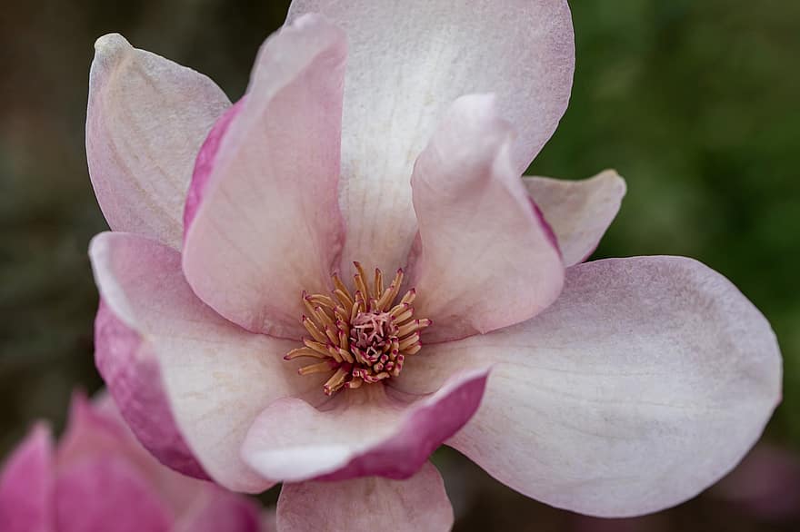 magnolia, blomst, anlegg, rosa blomst, petals, vår, hage, natur