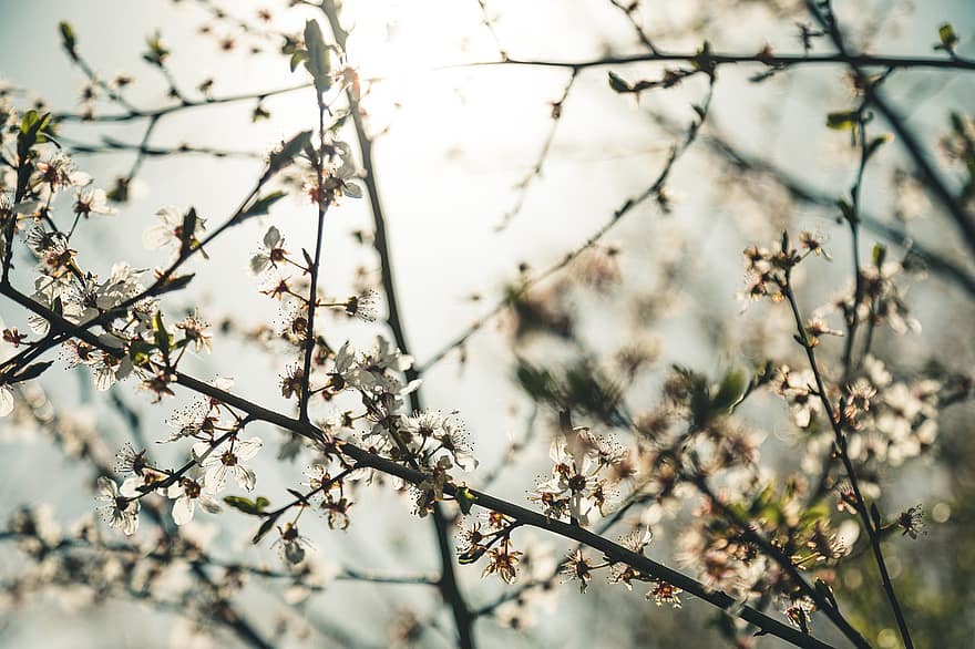 blütenmeer, pavasarī, ziedi, koks, raksturs