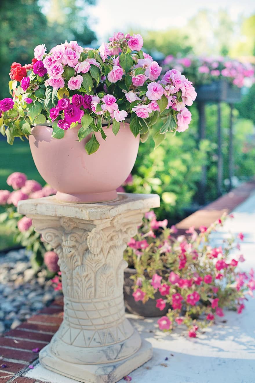 flori, roz, grădină, vară, natură, trandafiri, colorat