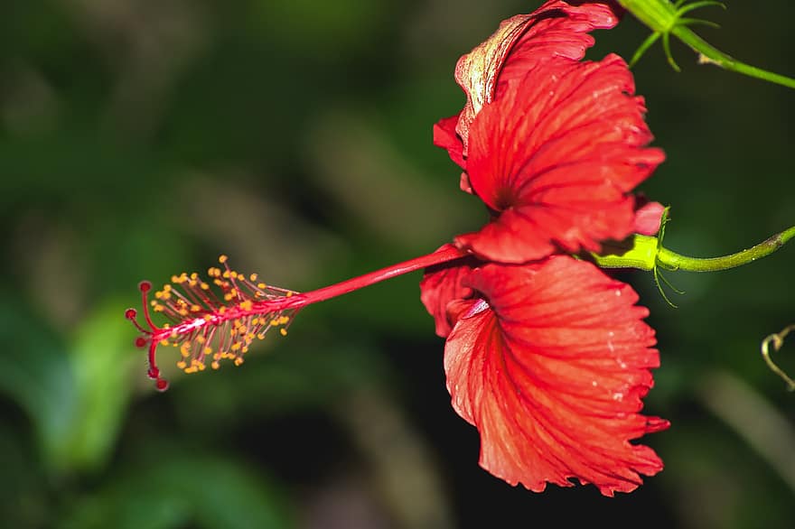Hibiscus, Flower, Red Flower, Pistil, Petals, Red Petals, Bloom, Blossom, Plant, Flora, Nature