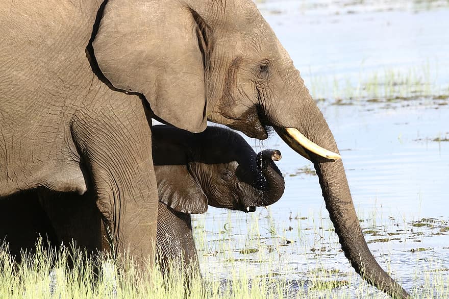 elefant, dyreliv, Afrika, familie, dyr i naturen, afrikansk elefant, safari dyr, dyre trunk, truede arter, stor, stødtand