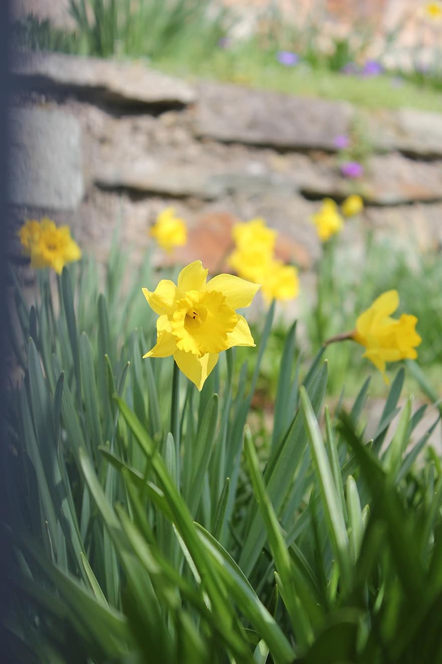 Daffodils, Flowers, Yellow Flowers, Petals, Yellow Petals, Bloom, Blossom, Flora, Spring Flowers, Plants, flower
