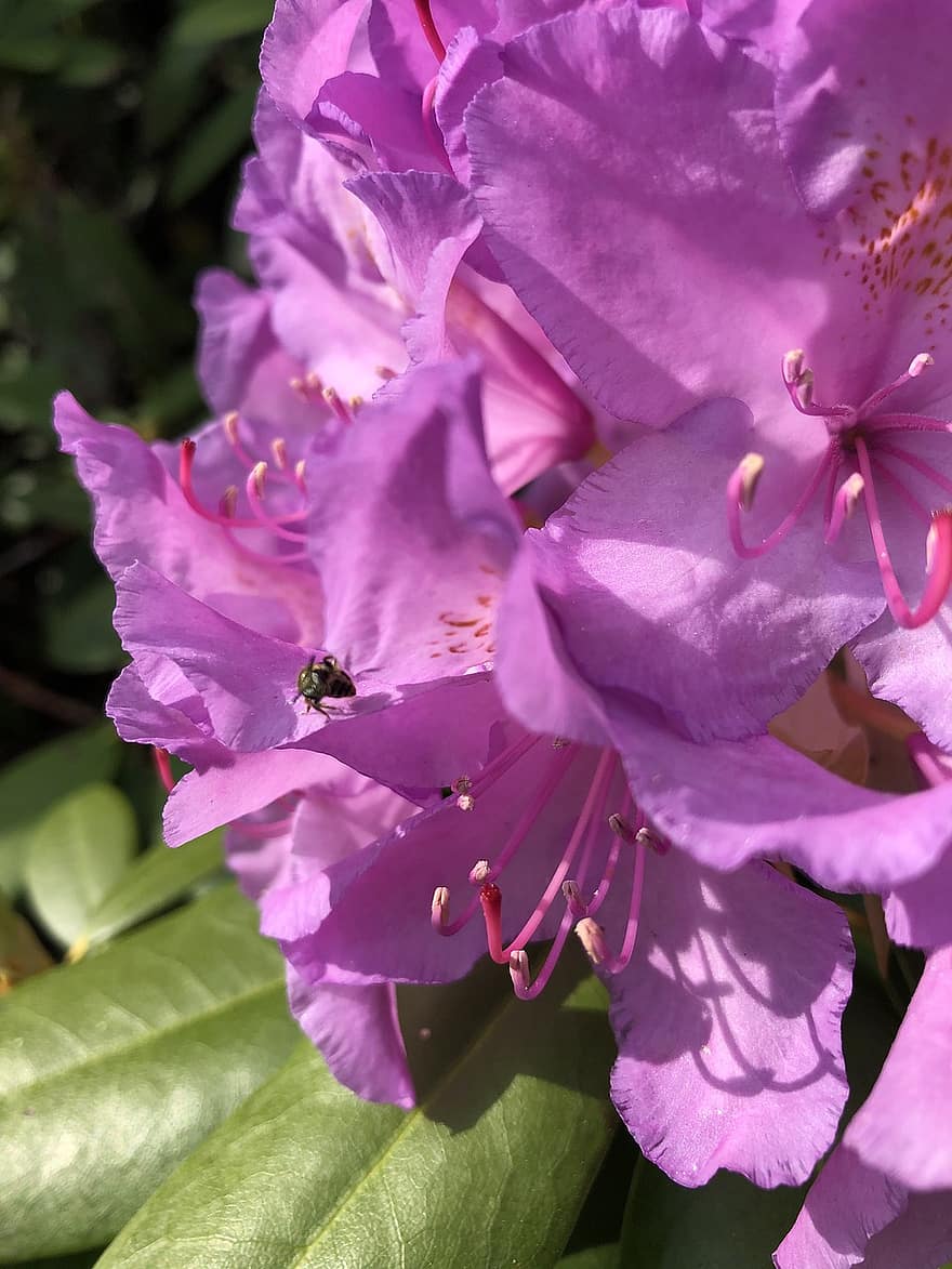 фиолетовый цветок, завод, цветение, природа, летом, сад, цветы, пурпурный, весна
