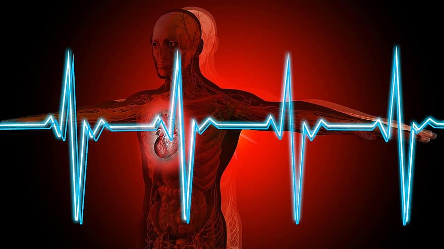解剖学、人間、心臓、脈動、心拍数、周波数、健康、胸郭、存在、エッセンス、であること