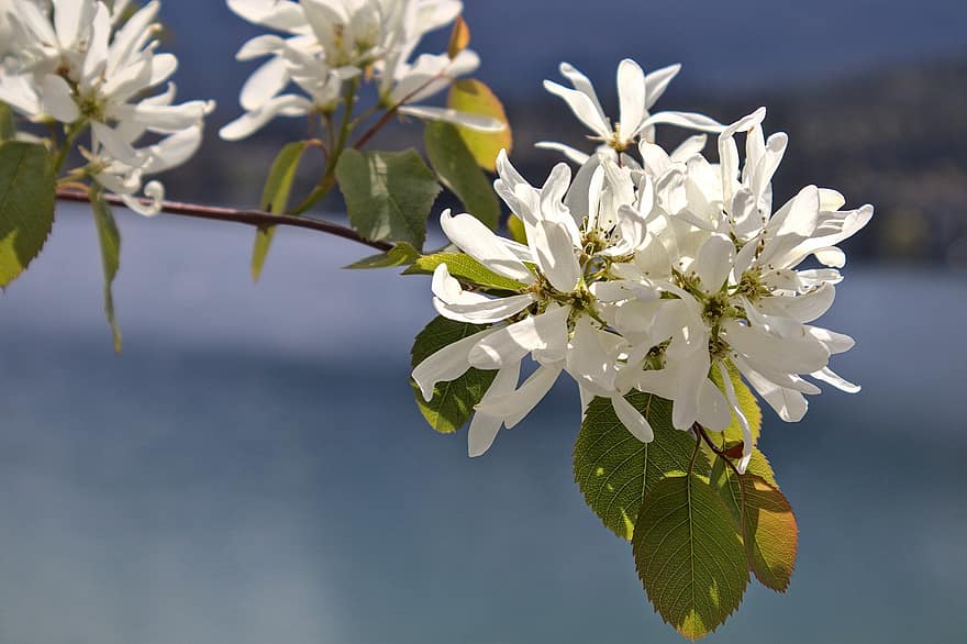 forår, natur, blomstre, Saskatoon Berry, serviceberry, Okanagan, Kalamalka søen, tæt på, blad, plante, blomst