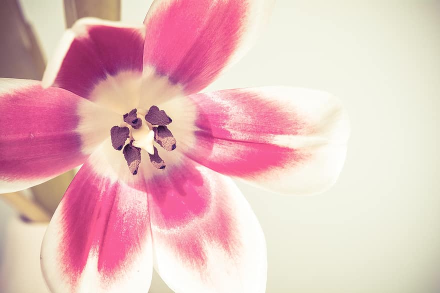 flor, floración, rosado, blanco, tulipán, flora, floral, de cerca, pétalo, planta, cabeza de flor