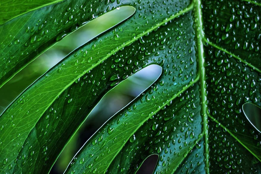 monstera, φυτό, φύλλο, πράσινος, σταγόνες βροχής, υφή