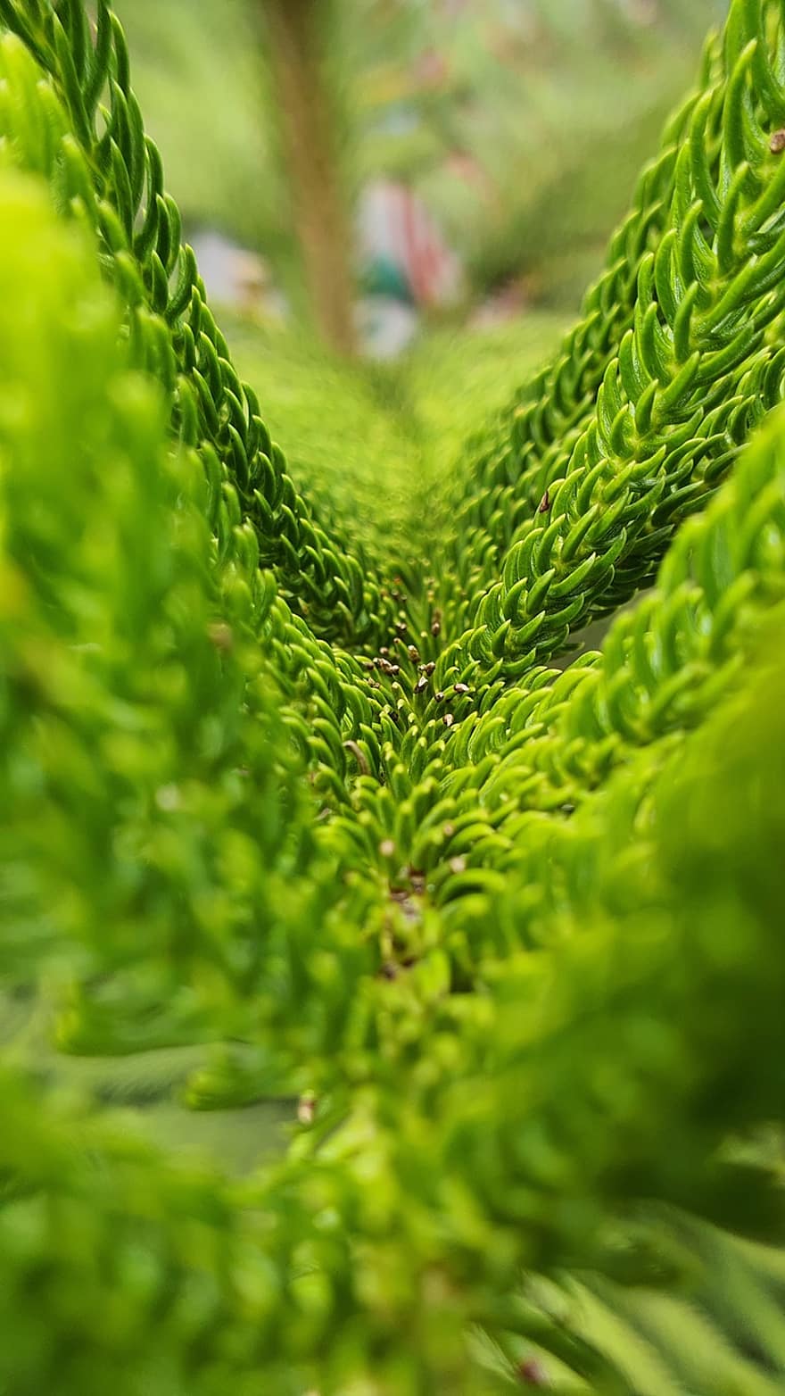 blader, løvverk, tre, tekstur, detalj, Norfolk Island Pine, grønn farge, blad, nærbilde, anlegg, bakgrunn